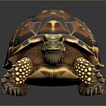 Brown Orange Patterned Tortoise with Scaly Legs on Dark Reflective Background