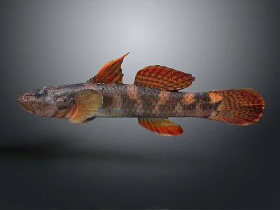 Vibrant Freshwater Fish With Orange Fins And Brown Black Patterned Body On Gray Background 3d model