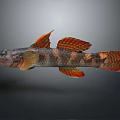 Vibrant Freshwater Fish With Orange Fins And Brown Black Patterned Body On Gray Background