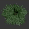 Tall Green Bamboo Plant With Lush Leaves In White Pot For Indoor Decoration