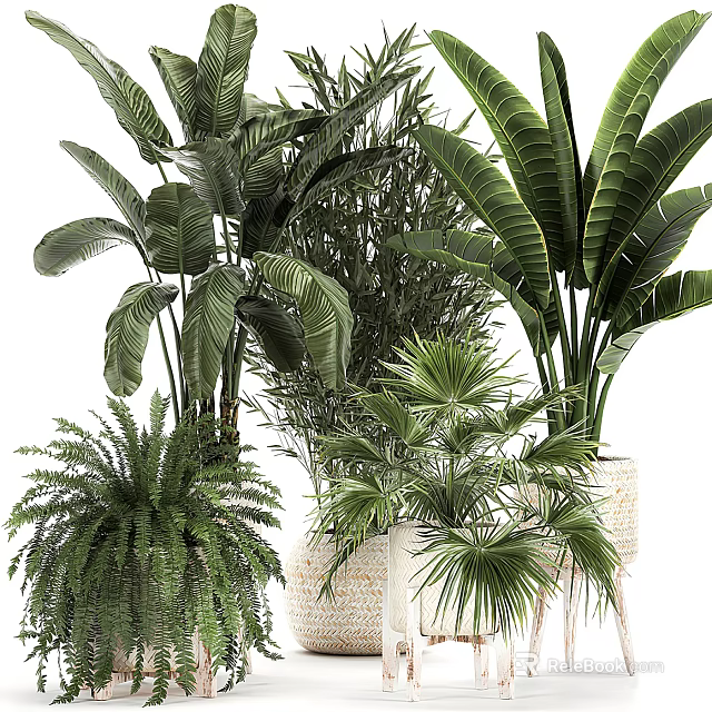 Indoor Potted Plants With Lush Green Leaves And Various Tropical Species 3d model 