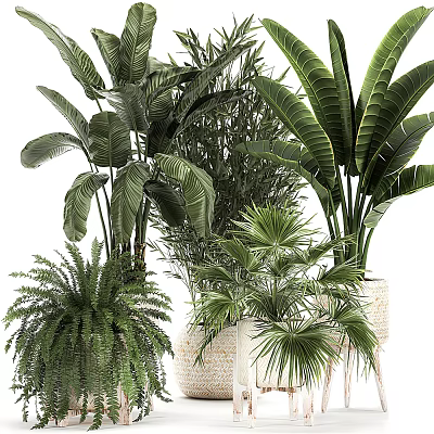 Indoor Potted Plants With Lush Green Leaves And Various Tropical Species 3d model