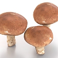 Shiitake mushroom food 3d model