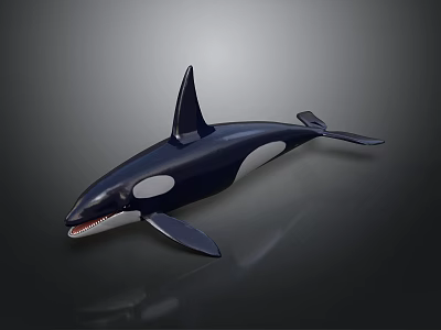Orca Model Showcasing Black And White Markings With Tall Dorsal Fin 3d model