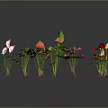 Colorful Flowering Plants With Pink Red Yellow Flowers Green Leaves On Gray Background