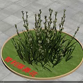 Chilean Hyacinth Flowers Growing In Outdoor Circular Green Lawn With Slate Ground