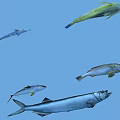 Various Aquatic Fish Species Swimming In Clear Blue Water Environment