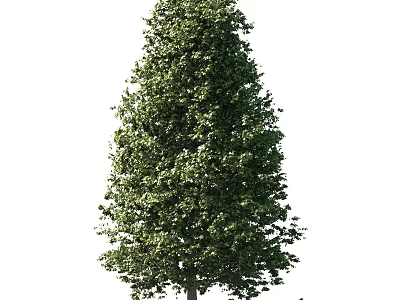 Healthy Tall Arbor With Lush Green Foliage And Strong Trunk Structure 3d model