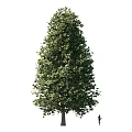 Healthy Tall Arbor With Lush Green Foliage And Strong Trunk Structure