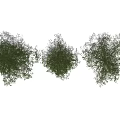 The Modern Tree 3d model