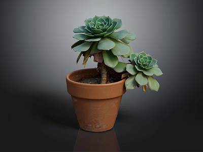 Green Succulent Plants With Rosette Leaves Growing In Terracotta Pot On Dark Background 3d model
