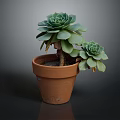 Green Succulent Plants With Rosette Leaves Growing In Terracotta Pot On Dark Background