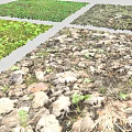 Diverse Natural Ground Scenes With Green Grass Moss And Fallen Leaves