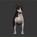Black and White Bull Terrier Dog Standing on Gray Surface With Smooth Coat