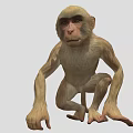 Cute Monkey With Light Brown Fur And Dark Eyes In Crouching Position 3d model