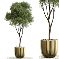 Bonsai Potted Plants In Golden Planters With Green Foliage And White Pebbles
