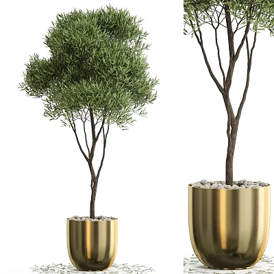 Bonsai Potted Plants In Golden Planters With Green Foliage And White Pebbles 3d model