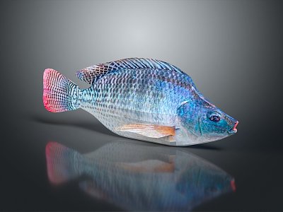 Catfish Carp Sturgeon Bass Freshwater Fish Various Carp Grass Carp Crucian Carp 3d model