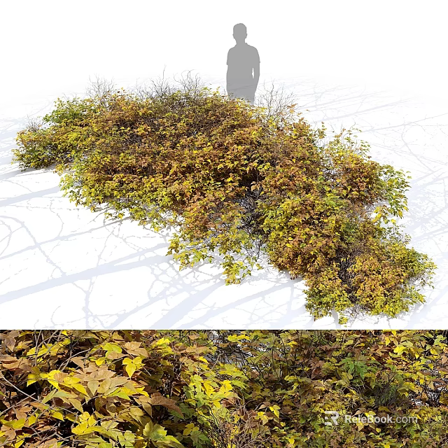 Vibrant Garden Shrub With Yellow Green Leaves And Autumn Foliage For Landscape Decor 3d model 