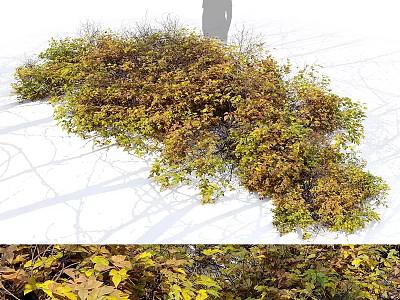 Vibrant Garden Shrub With Yellow Green Leaves And Autumn Foliage For Landscape Decor 3d model