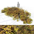 Vibrant Garden Shrub With Yellow Green Leaves And Autumn Foliage For Landscape Decor