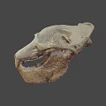 Detailed Animal Skull With White And Orange Texture Visible Teeth And Eye Sockets