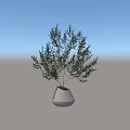 Olive Tree Bonsai Plant in Modern Interior Space with White Walls Wooden Floor and Columns