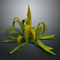 Vibrant Green And Yellow Foliage Of Decorative Garden Plant With Curled Leaves