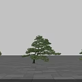 Umbrella Shaped Tree With Thick Trunk And Lush Foliage On Gray Stone Slab Ground