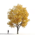 Arbor Collection With Green And Yellow Leaves Featuring Multiple Trees And Human Figures Below
