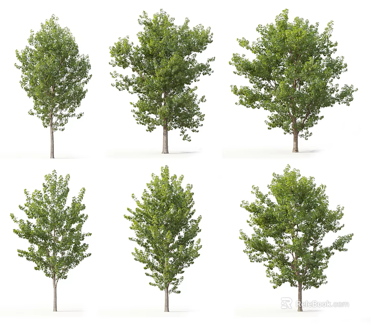 Arbor Trees With Diverse Green Foliage For Outdoor Garden Landscaping Design 3d model 