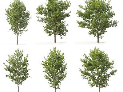 Arbor Trees With Diverse Green Foliage For Outdoor Garden Landscaping Design 3d model