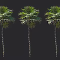 Three Arbor Trees With Slender Trunks And Lush Green Palm Fronds 3d model