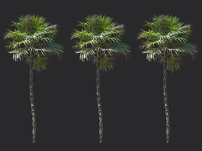 Three Arbor Trees With Slender Trunks And Lush Green Palm Fronds 3d model