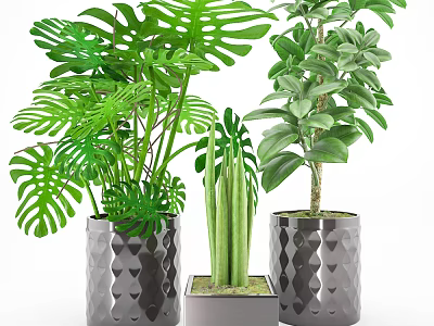Different Types of Potted Green Plants in Diamond Patterned and Square Ceramic Pots 3d model