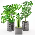 Different Types of Potted Green Plants in Diamond Patterned and Square Ceramic Pots