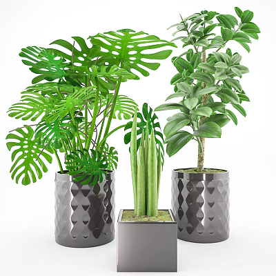 Different Types of Potted Green Plants in Diamond Patterned and Square Ceramic Pots 3d model