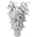 Tall Indoor Garden Decor Plant With Broad Dark Green And Black Leaves In Decorative Pot