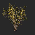 Arbor With Yellow Spring Buds Slender Branches And Dark Background 3d model
