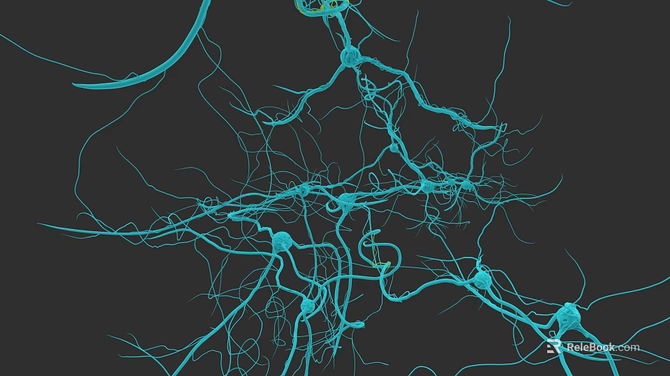 Brain Neural Network Structure With Interconnected Neurons And Synaptic Connections In Detail 3d model