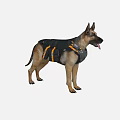 German Shepherd Dog Wearing Black And Orange Harness Standing On White Background