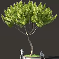 Lush Green Needle Tree With Curved Trunk And Dense Foliage 3d model