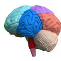Human Brain 3D Model With Colorful Anatomical Regions And Vascular Textures