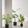 Green Leafy Potted Plants In Black Pots For Modern Indoor Home Decor