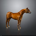 Brown Horse Full Body Standing In Gray Gradient Background With Reflective Floor