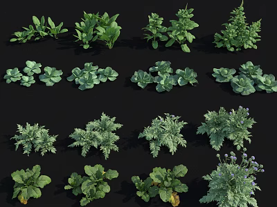 Various Fresh Green Vegetables With Different Leaf Shapes Arranged On Black Background 3d model