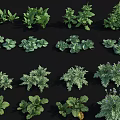 Various Fresh Green Vegetables With Different Leaf Shapes Arranged On Black Background