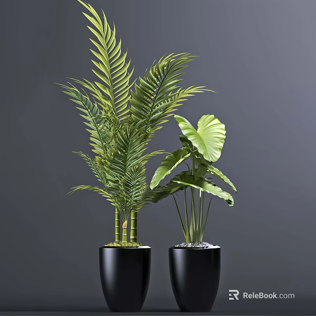 Indoor Potted Tropical Plants with Long Fronds and Large Leaves in Black Pots 3d model 