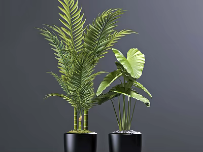 Indoor Potted Tropical Plants with Long Fronds and Large Leaves in Black Pots 3d model