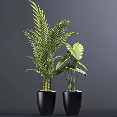 Indoor Potted Tropical Plants with Long Fronds and Large Leaves in Black Pots 3d model